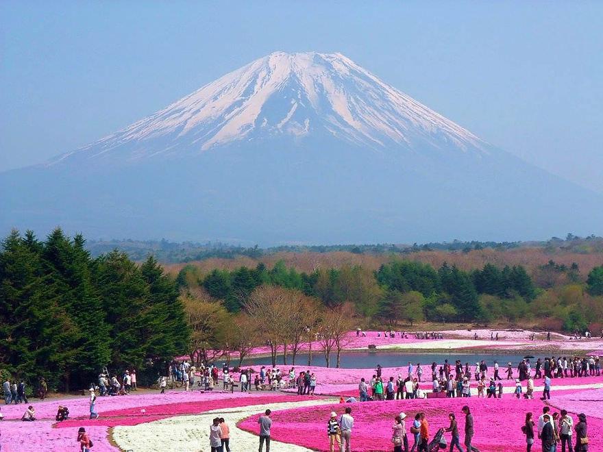 The Fuji Shibazakura Festival