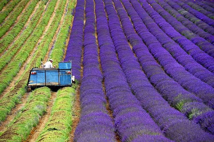 lavender-fields-1