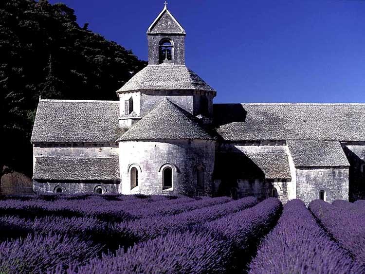 lavender-fields-10