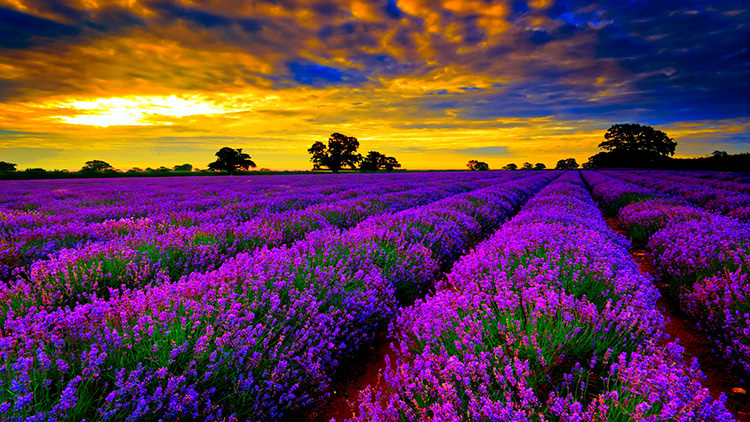lavender-fields-13