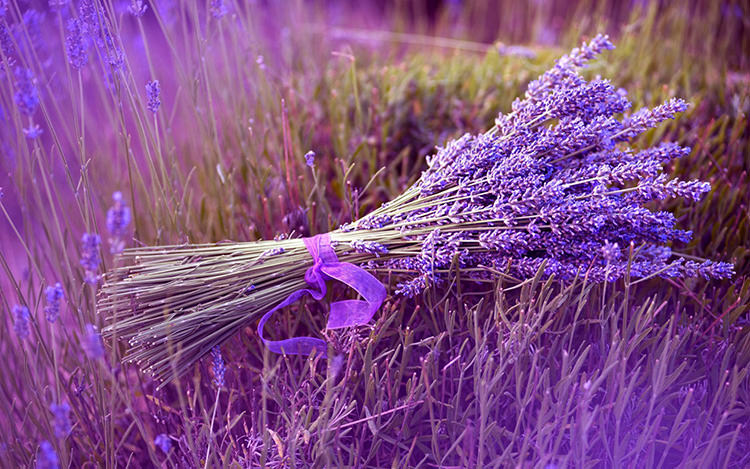 lavender-fields-14