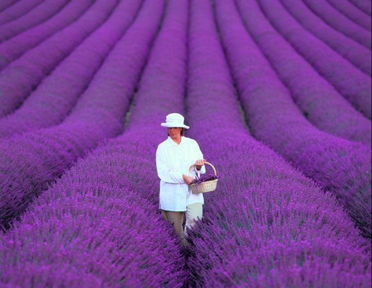 lavender-fields-15