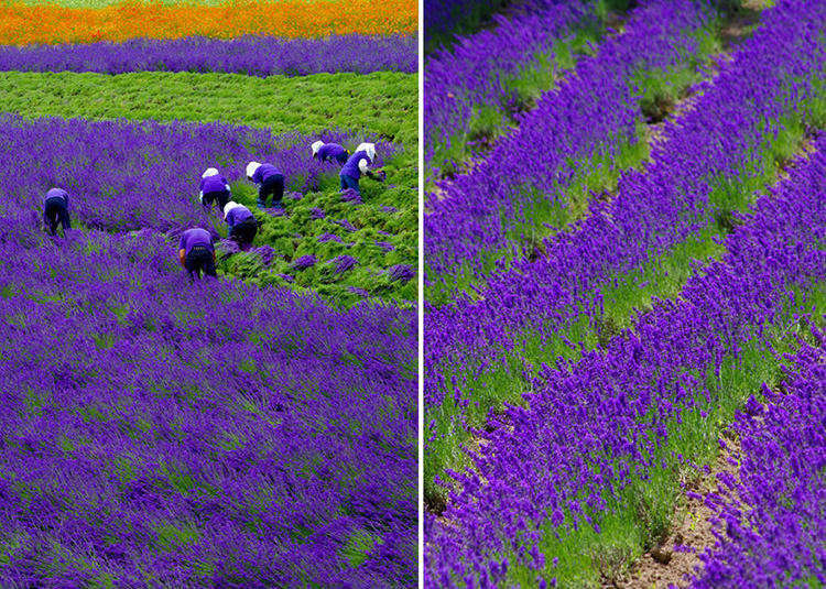 lavender-fields-3