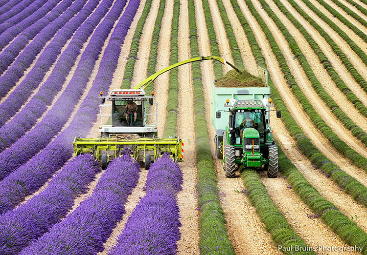 lavender-fields-4