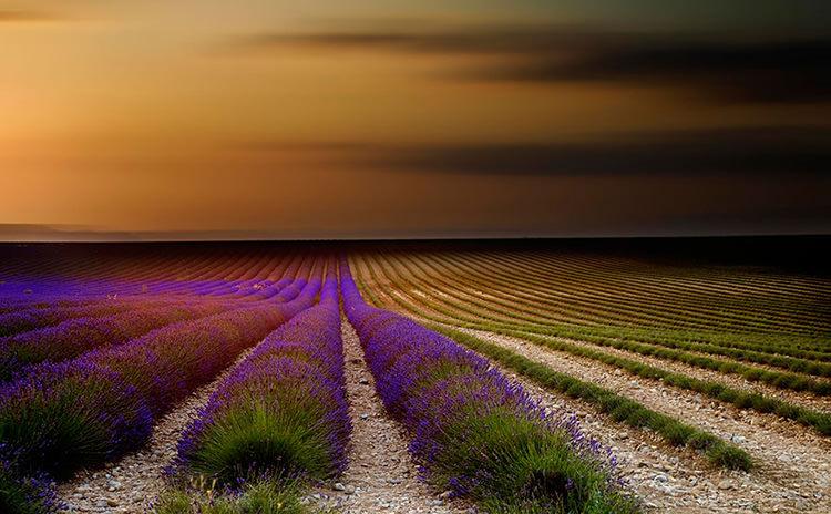 lavender-fields-6