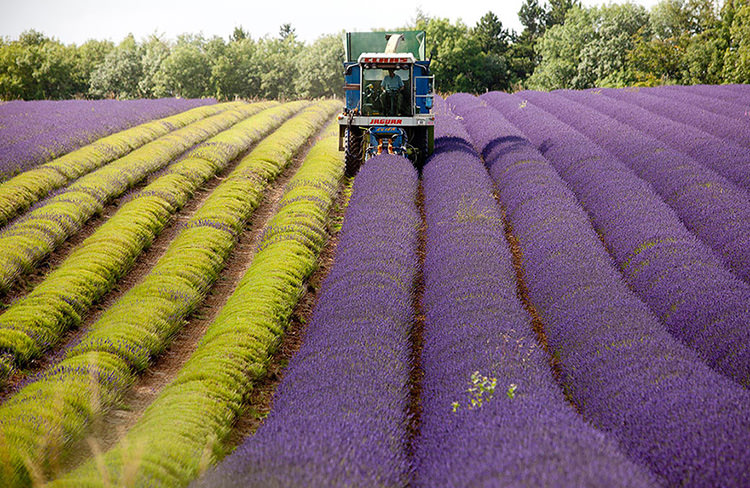 lavender-fields-7
