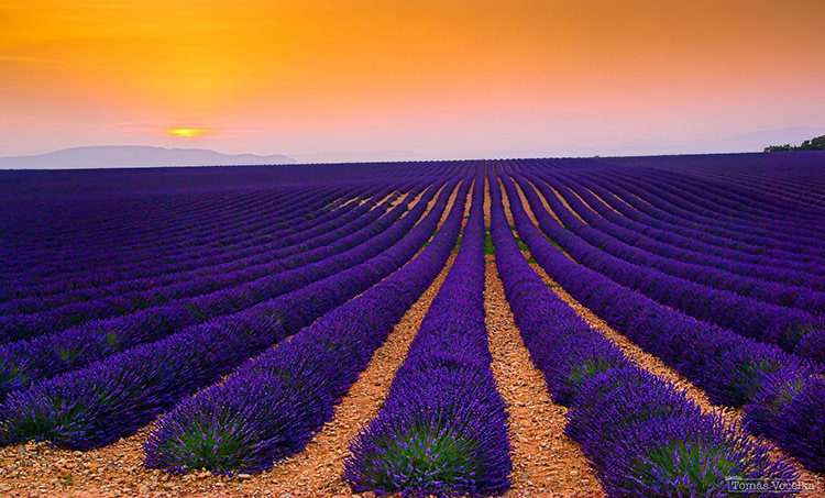 lavender-fields-8