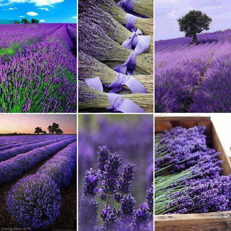 lavender-fields-9