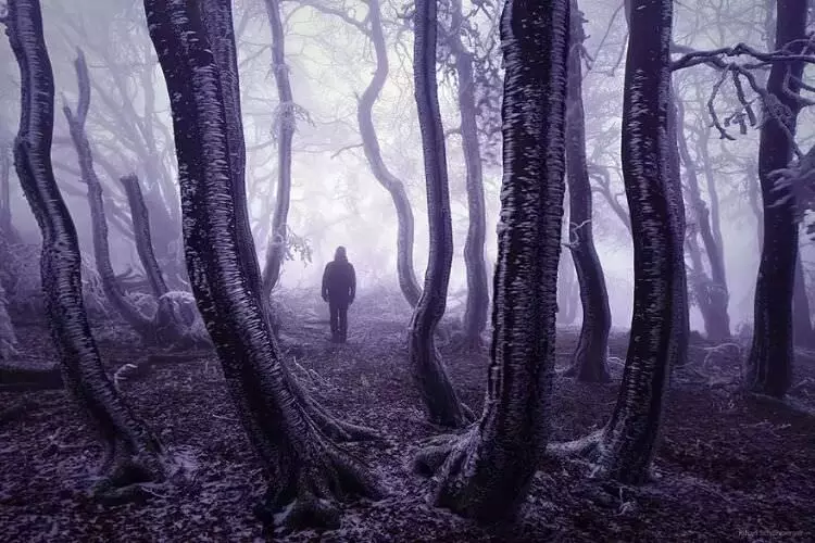 wpid-mysterious_forest14.jpg