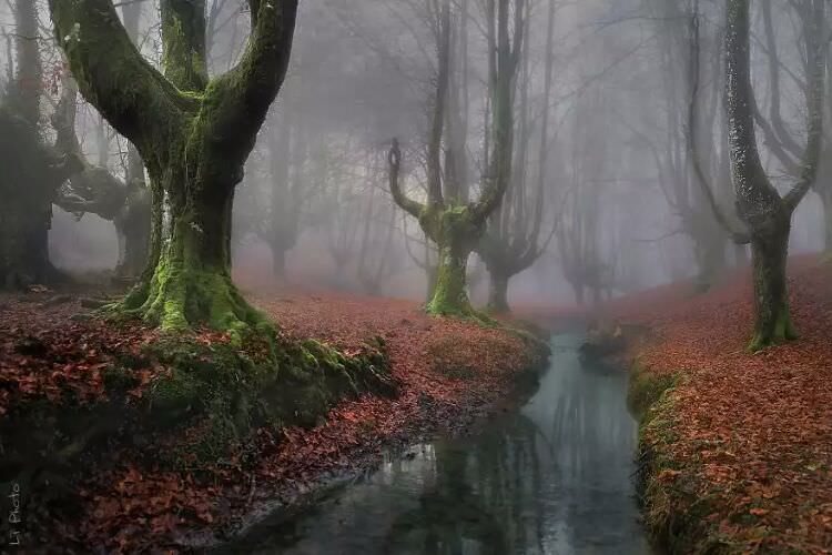 wpid-mysterious_forest4.jpg