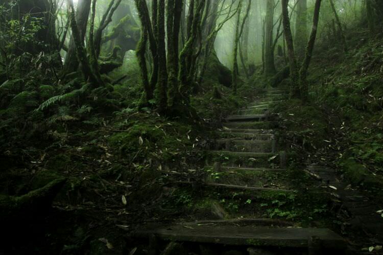 wpid-mysterious_forest5.jpg