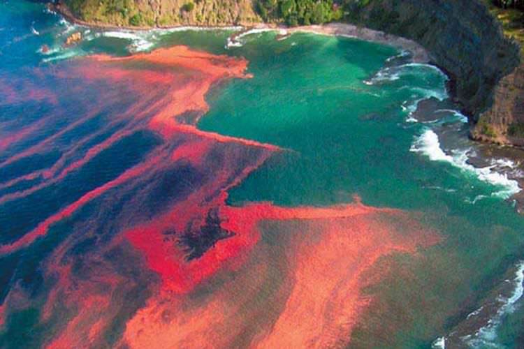 جزر و مد قرمز در خلیج فلوریدا