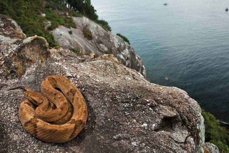 snake-island
