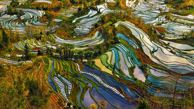 مزارع تراسی شکل برنج در چین