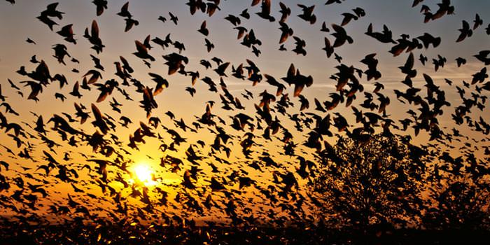 خودکشی پرندگان در جاتینگای هند