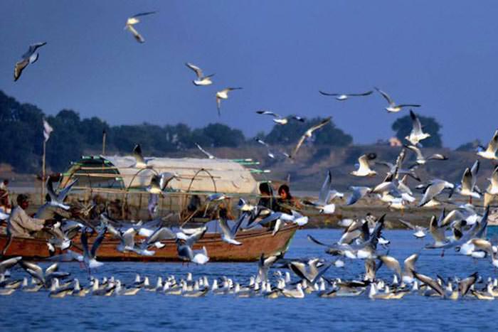 خودکشی پرندگان در جاتینگای هند