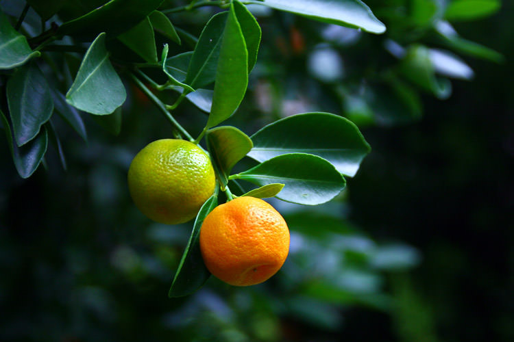 jahrom-citrus-garden