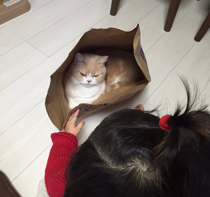 کویوکی، نسخه‌ی ژاپنی گربه گرومپی