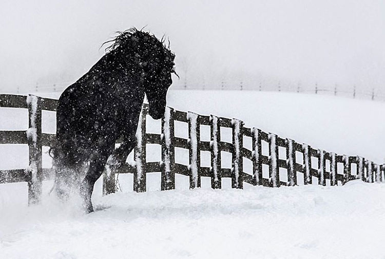 عکاسی از اسب‌ها توسط برایان ماسون