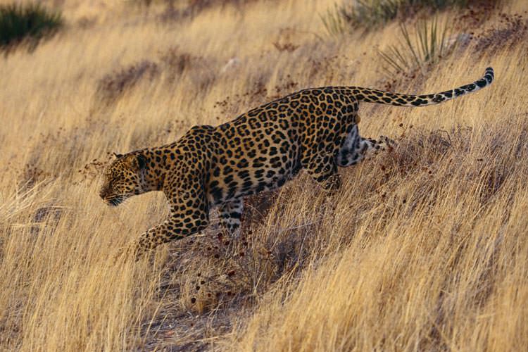 leopard-shiraz