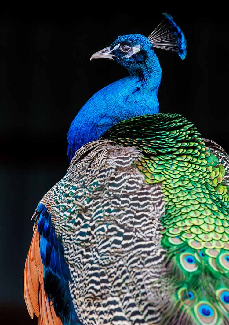 عکاسی از حیوانات- اسب و طاووس