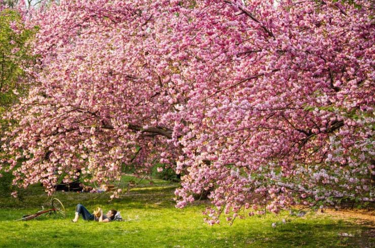 سنترال پارک