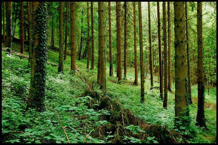 جنگل آردنس در بلژیک