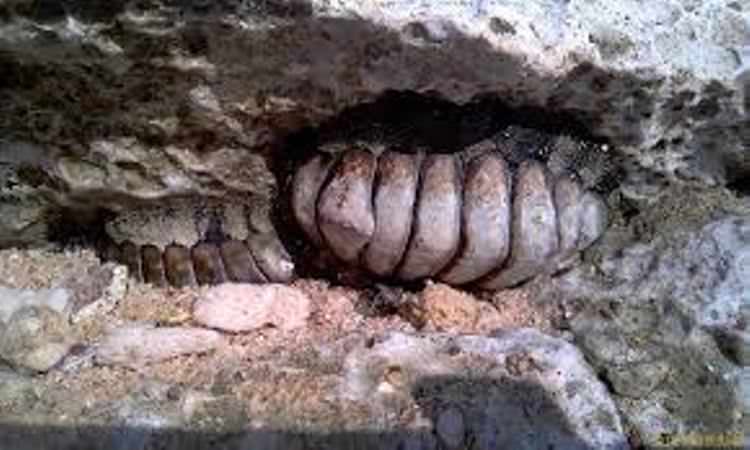 جزیره سیری