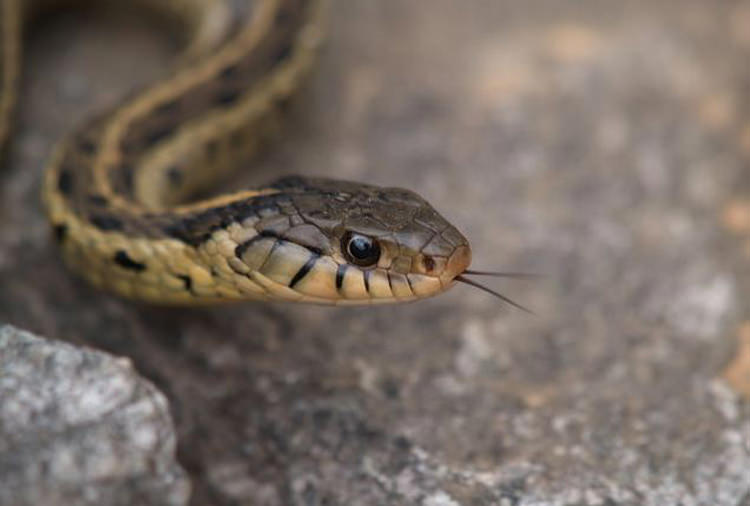 حقایق هاوایی