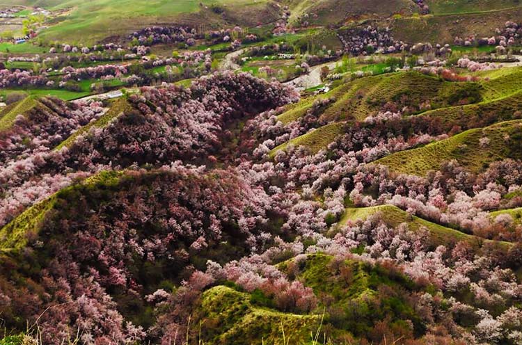 دره ای زیبا در کشور چین که با شکفتن شکوفه های زردآلو جامه ای رنگارنگ به تن می‌کند