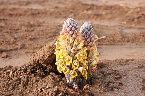 گیاهان حوض سلطان