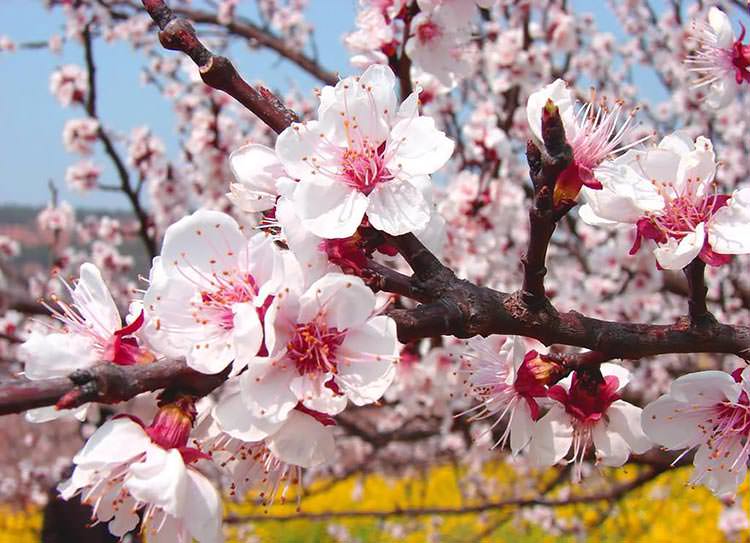 دره ای زیبا در کشور چین که با شکفتن شکوفه های زردآلو جامه ای رنگارنگ به تن می‌کند