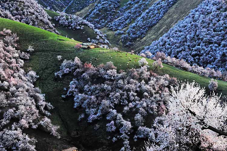 دره ای زیبا در کشور چین که با شکفتن شکوفه های زردآلو جامه ای رنگارنگ به تن می‌کند