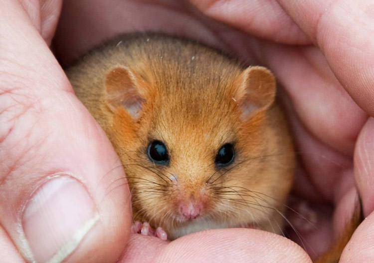 dormice