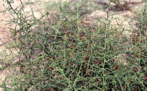 گیاهان حوض سلطان