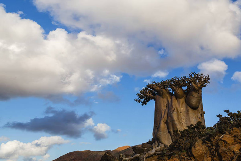 جزیره سوکوترا