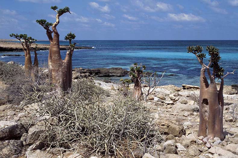 جزیره سوکوترا