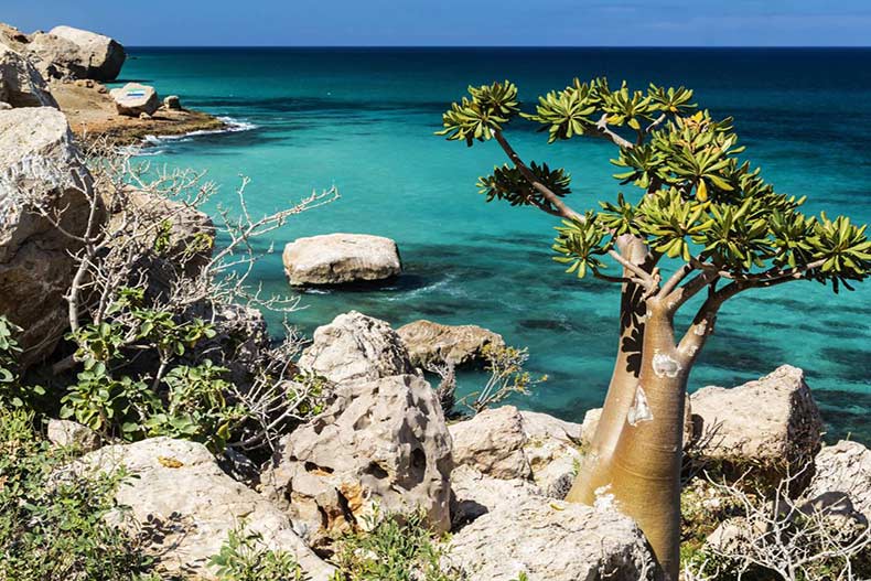 جزیره سوکوترا