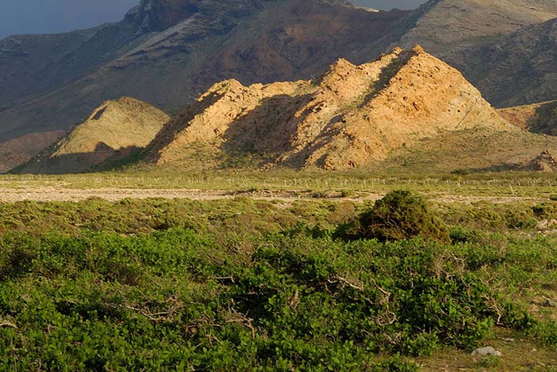 جزیره سوکوترا