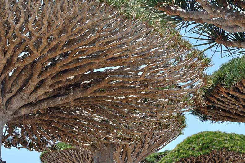 جزیره سوکوترا