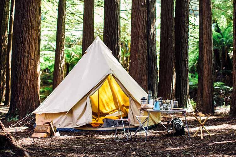 چگونه مجانی سفر کنیم؟