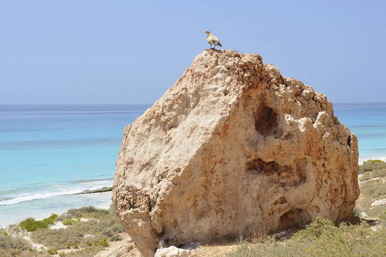 جزیره سوکوترا