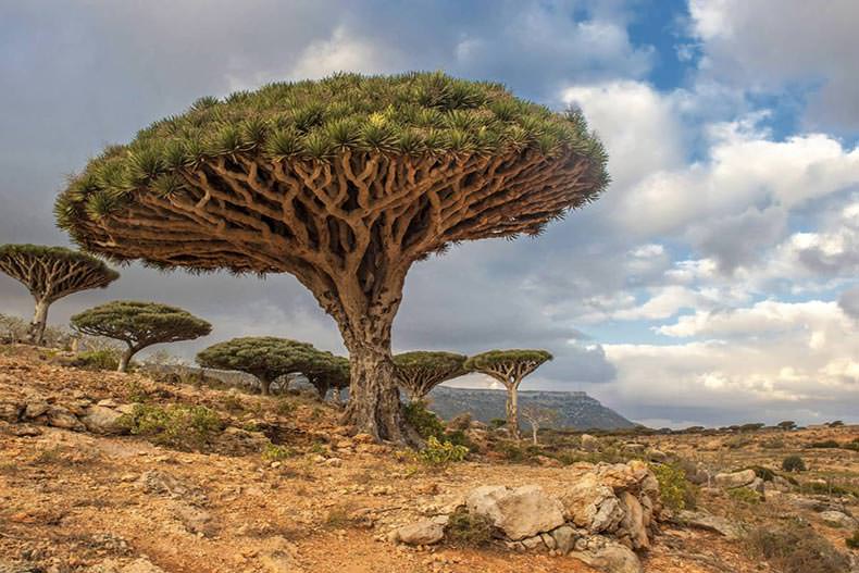 جزیره سوکوترا