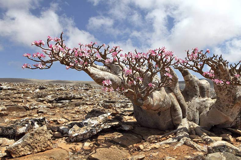 جزیره سوکوترا