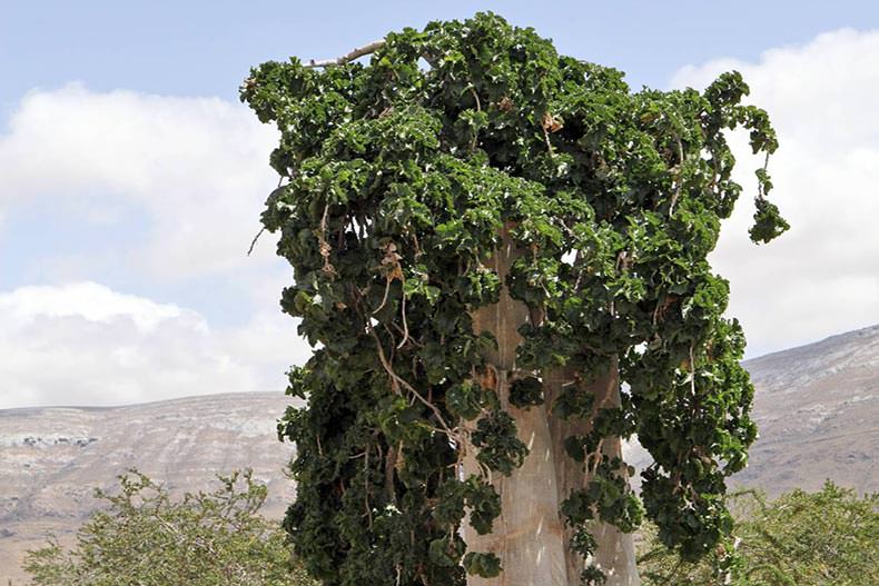 جزیره سوکوترا