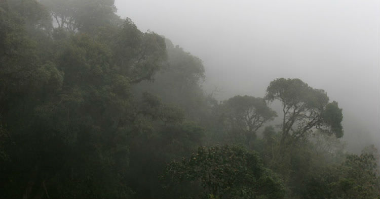 جنگل ابری تاندیاپا