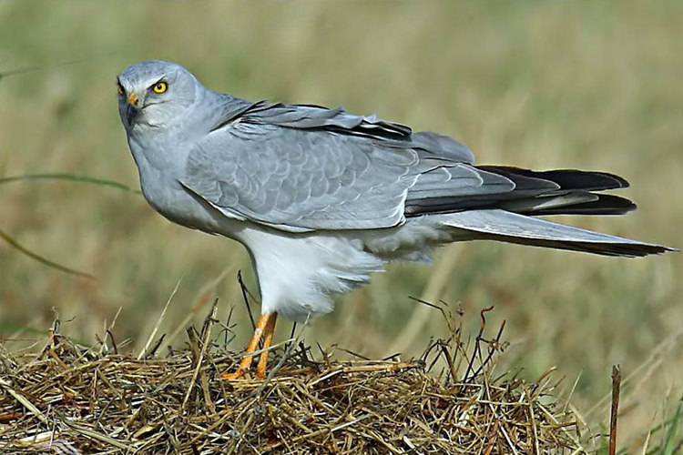 پارک ملی سالوک