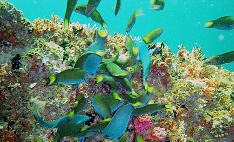 آکواریوم کیش