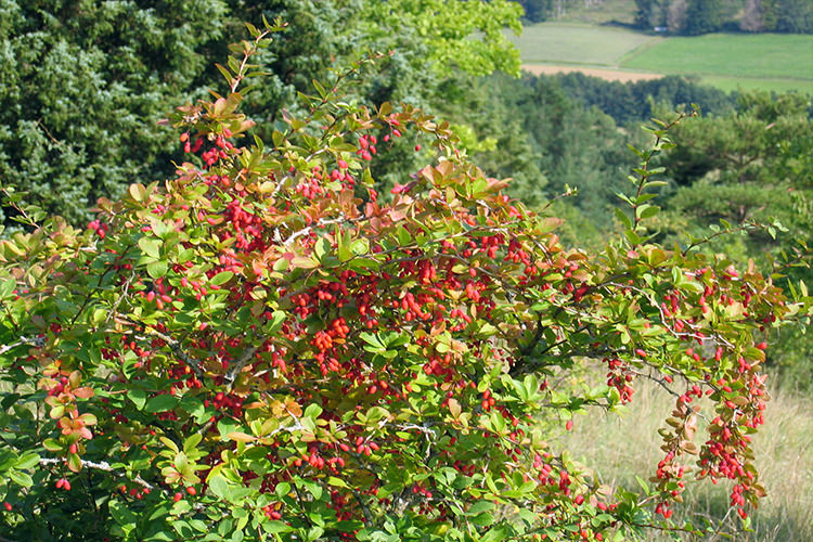 پارک ملی سالوک