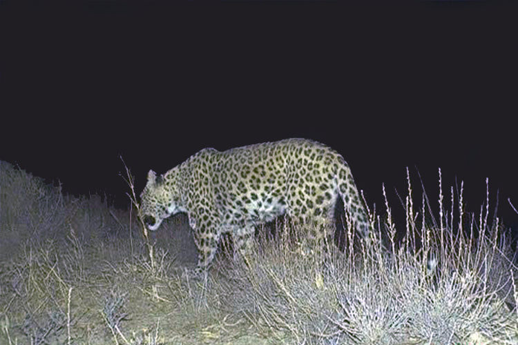 پارک ملی سالوک